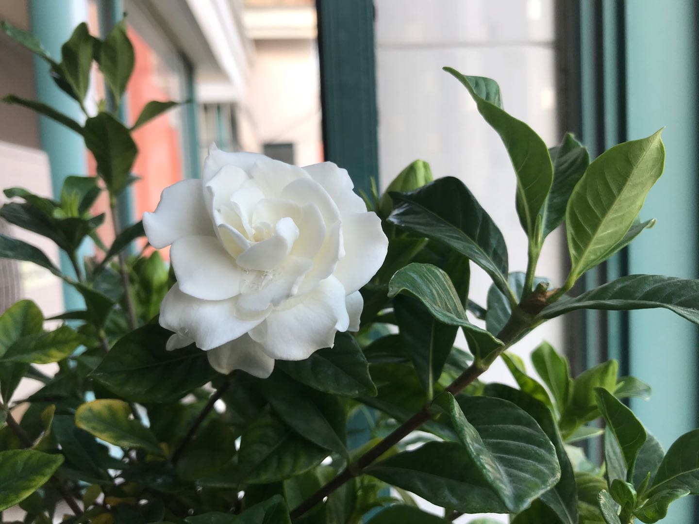 栀子花黄叶有什么好办法,栀子花买回家就黄叶掉花苞