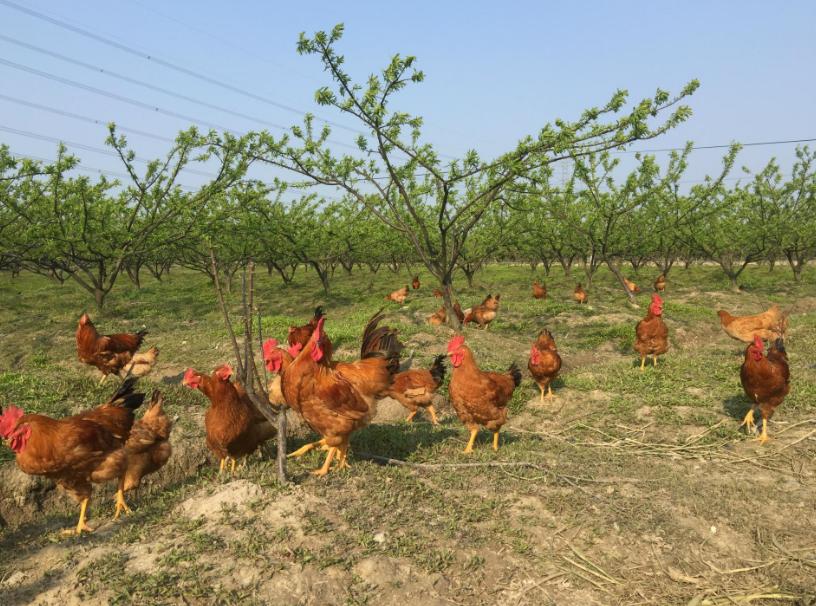 养殖生态鸡致富新路子,散养蛋鸡致富经