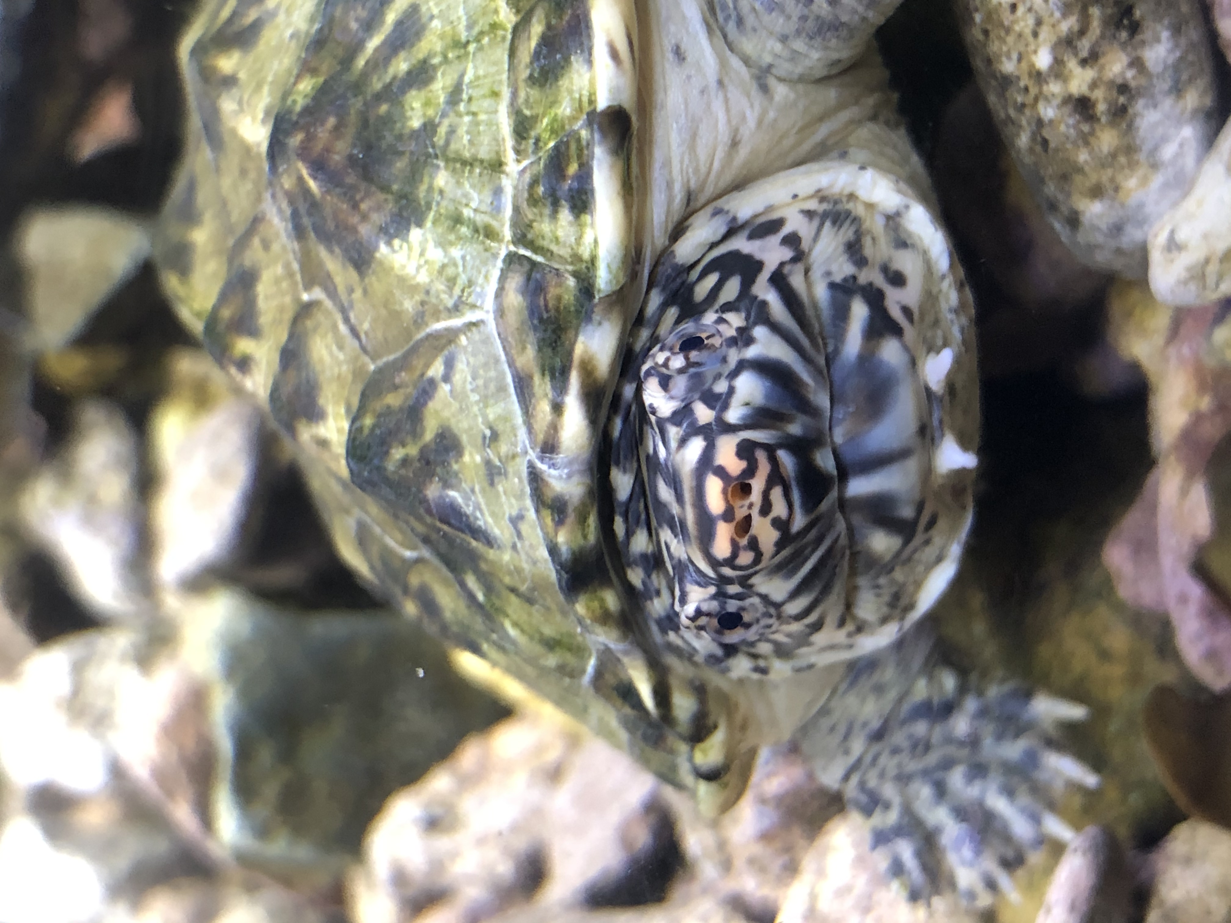 蛋龟麝香龟怎么养,墨西哥蛋龟大龟