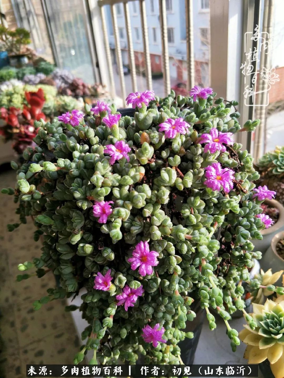 四季颜值在线的多肉,多肉的每一天