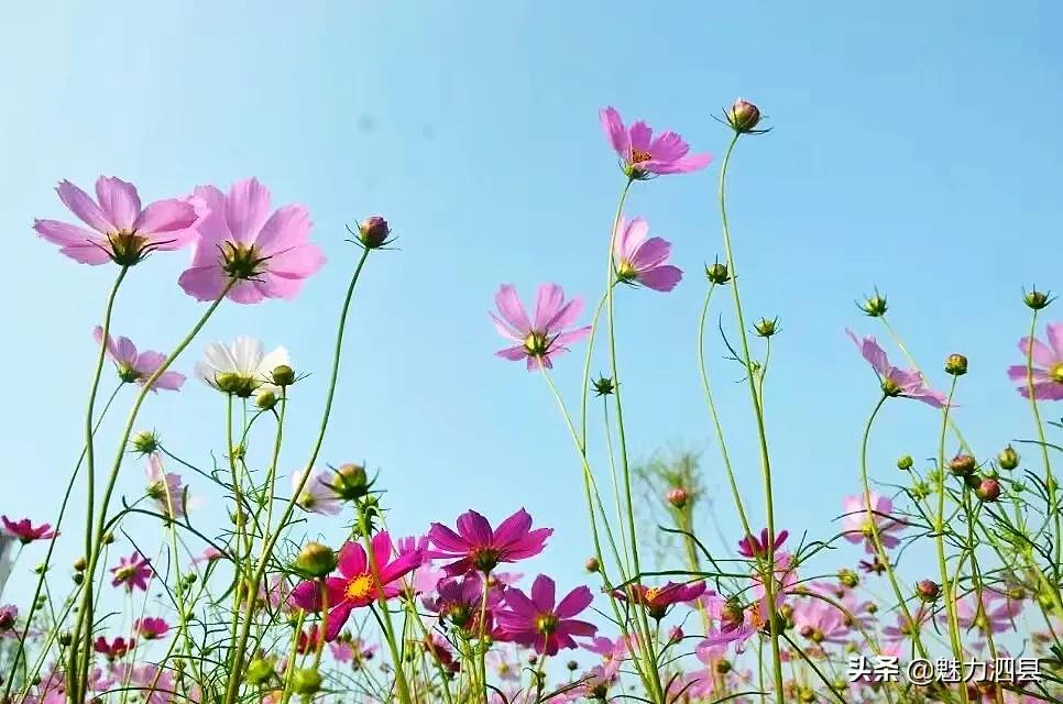 全国文明县城泗县,2024年泗县评上文明城市了吗