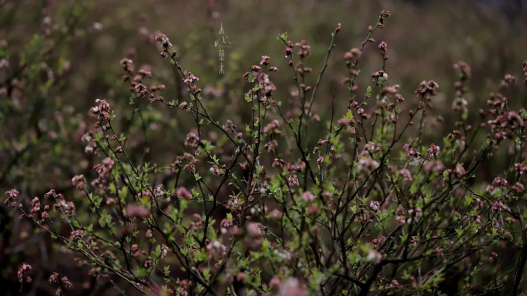 四明山龙观山,四明山国家森林公园樱花