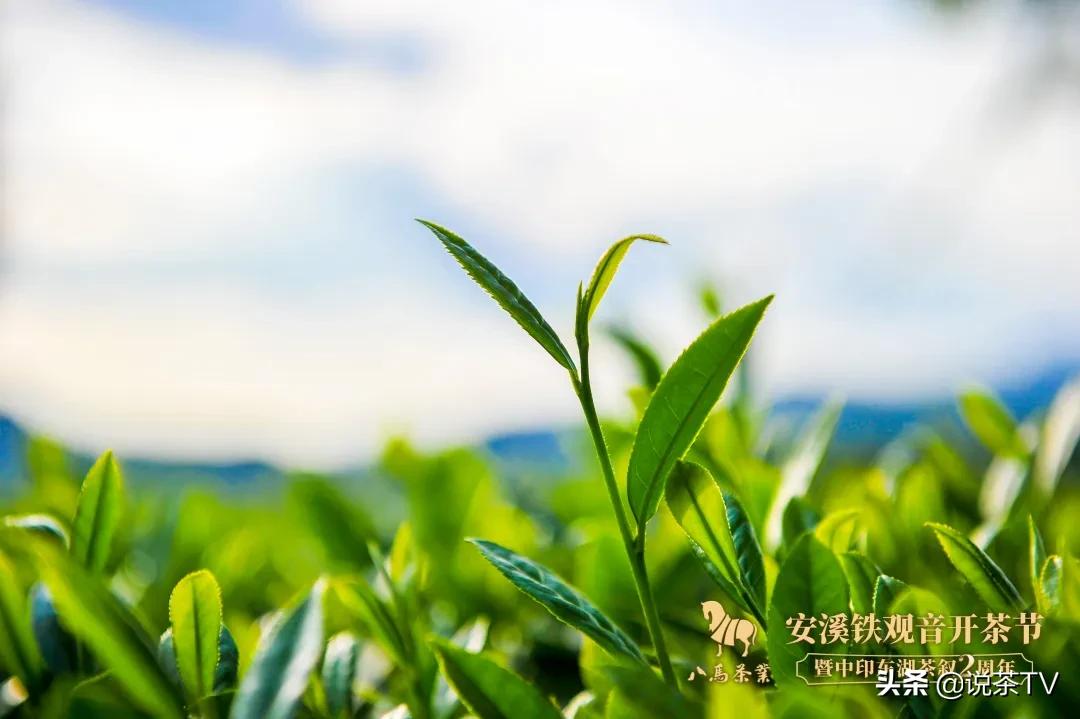 铁观音茶如何区分浓香型和清香型,新茶浓香型铁观音怎样冲泡口感好