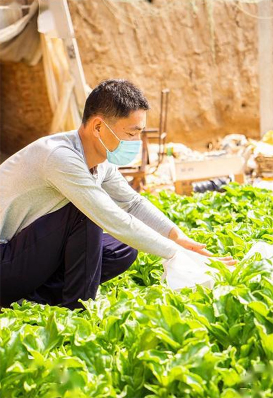 冰菜四季发财菜,冰菜有销路吗