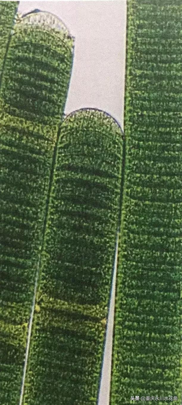 蓝藻颤藻图片,蓝藻颤藻怎么治