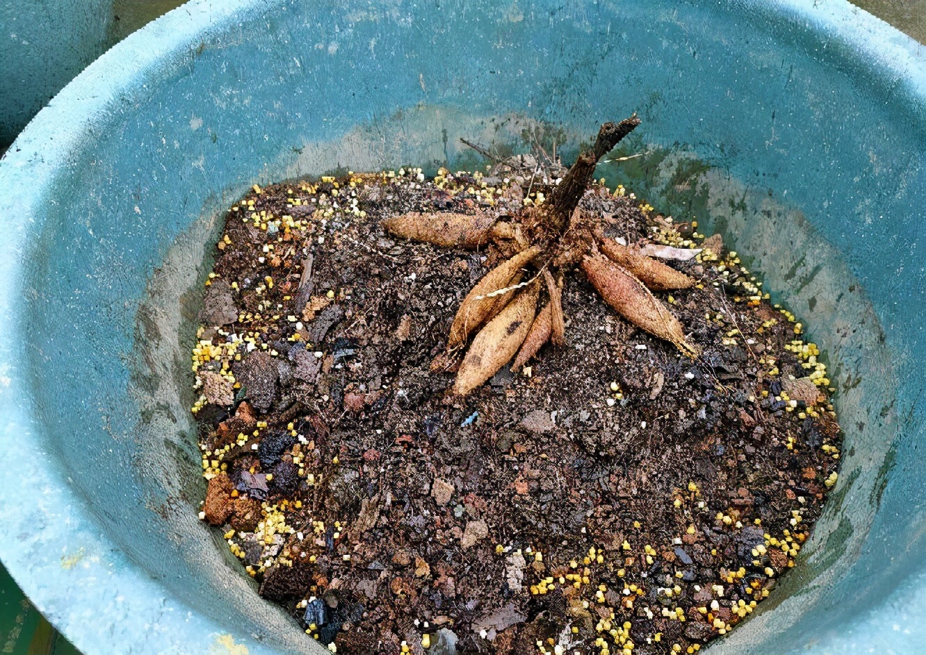 大丽花怎么养花瓶里,北方怎么养大丽花