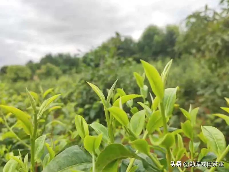 盼了一年的好茶,勐库戎氏古树茶2010秋茶