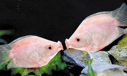 什么鱼的养殖最省心最好养,什么鱼最好养又少人工养殖