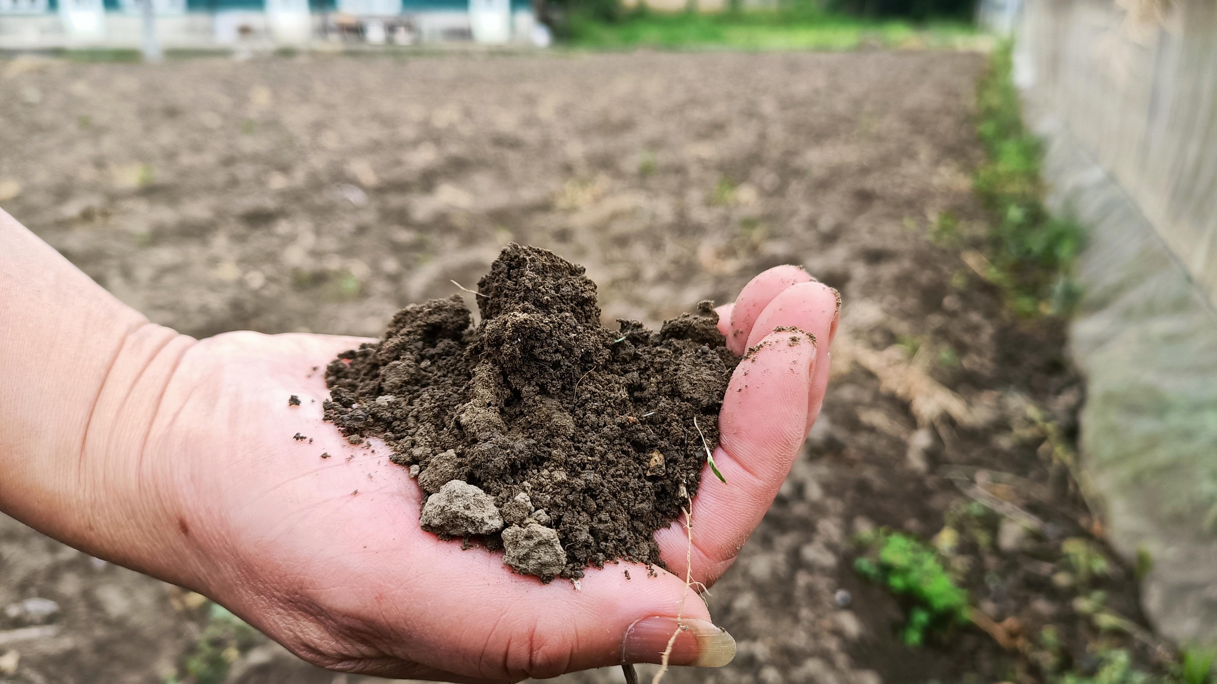 蔬菜酵素发酵技术,水果发酵的酵素对农作物有什么用