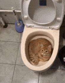 养猫咪的5大隐性危害宠物猫,养猫咪的5大隐形危害宠物猫