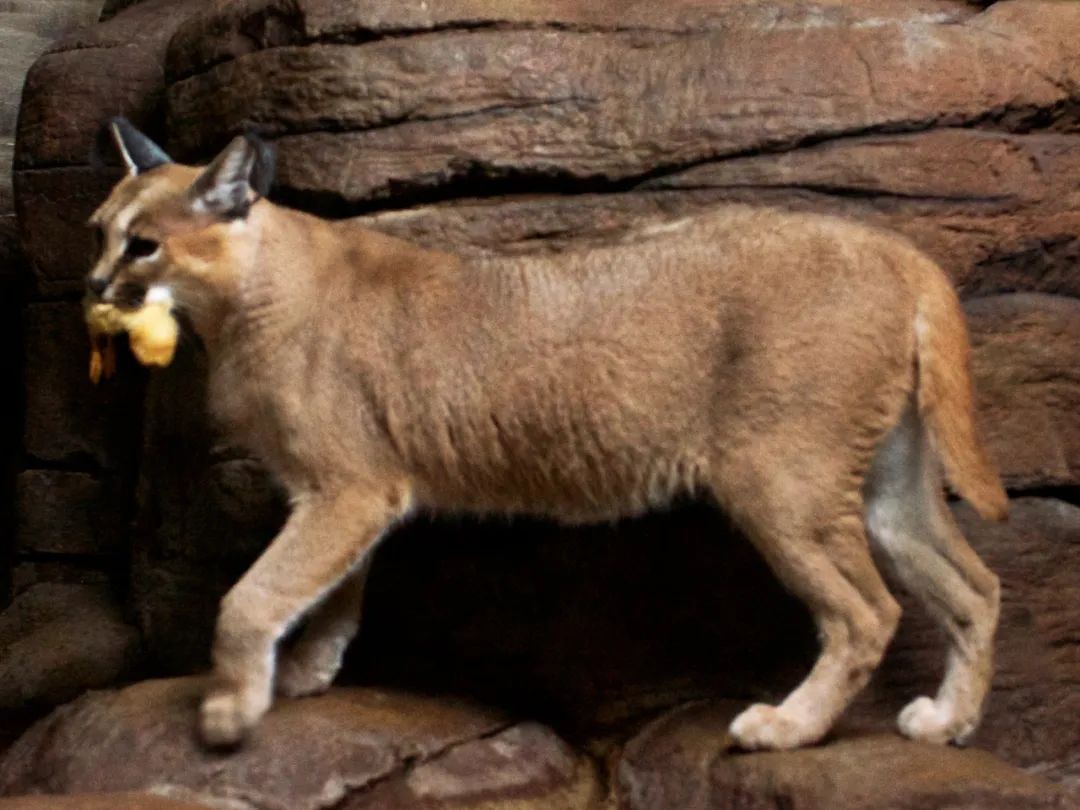 狞猫耳朵非常漂亮会旋转,狞猫的耳朵好可爱