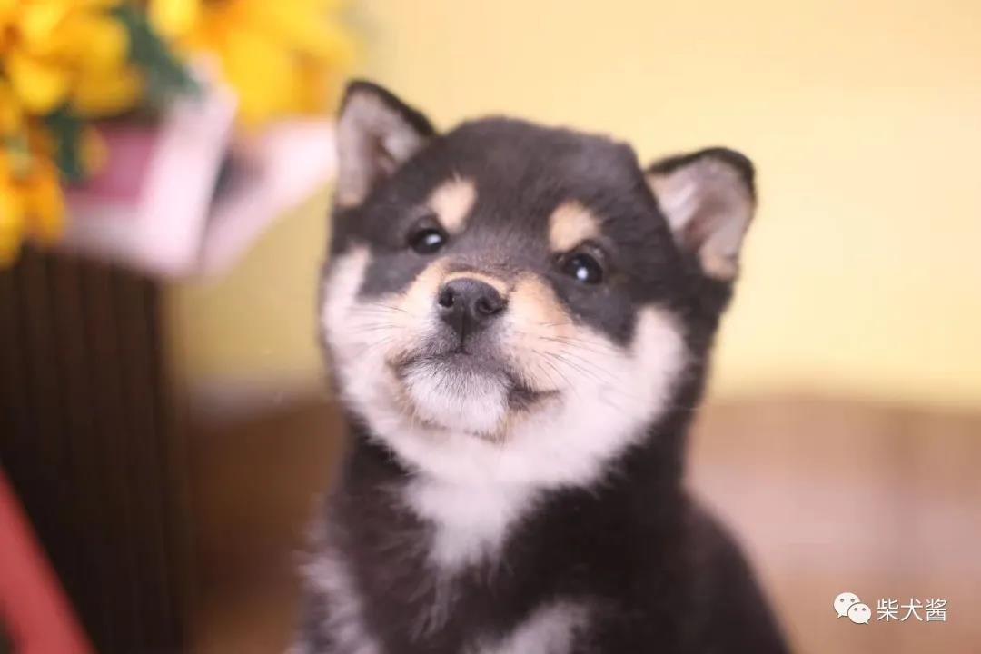 哪里买柴犬最靠谱,买柴犬在哪买比较靠谱