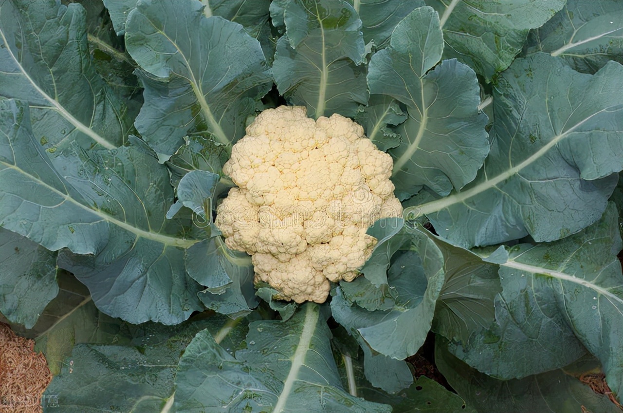 有机花菜种植时间几月份最为合适,花菜种植时间和方法和温度