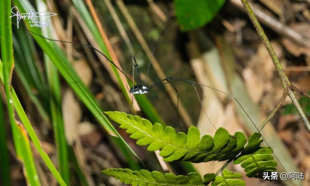 我的昆虫记封面,我的昆虫记作文300字