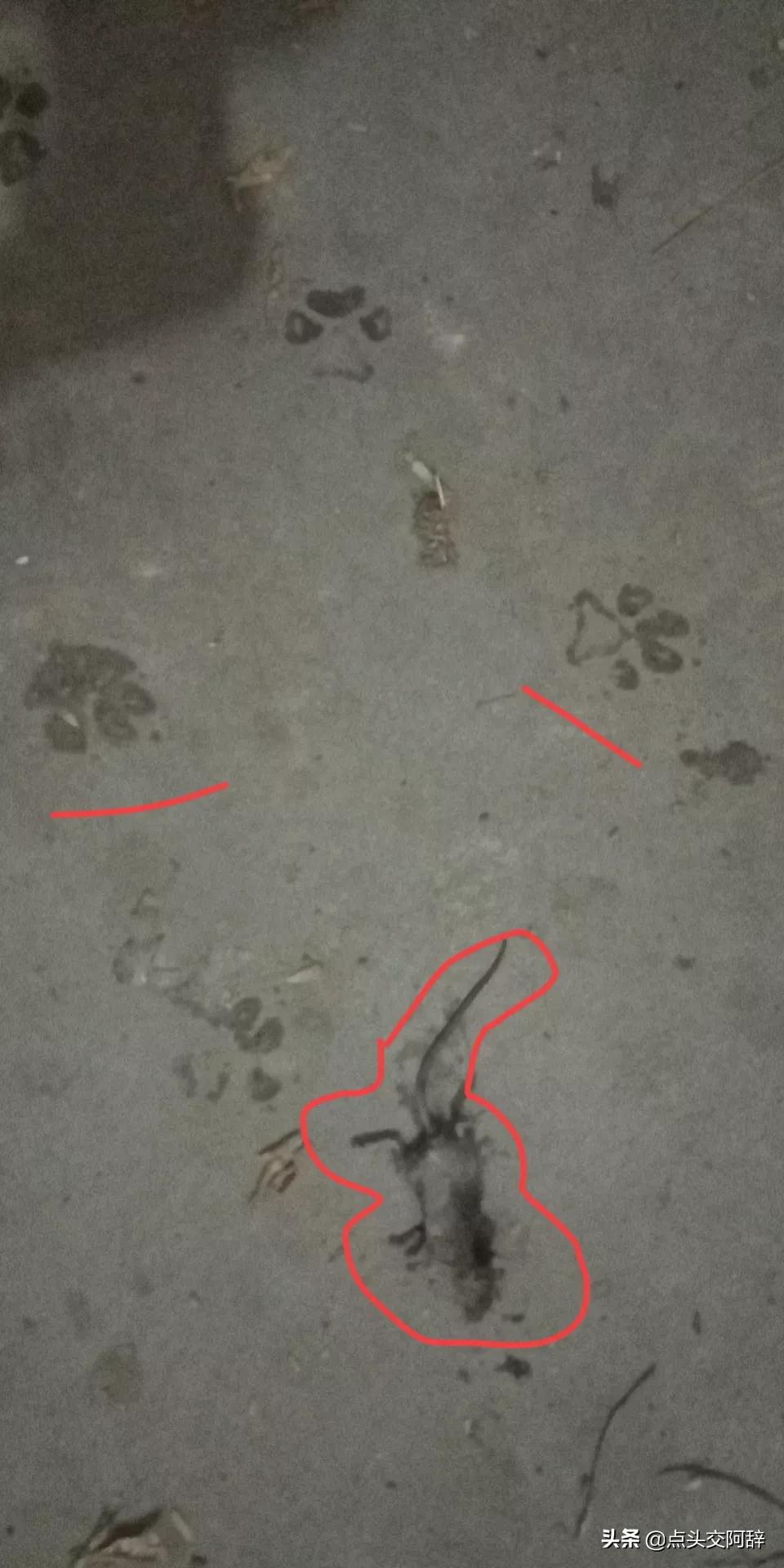 老狗也会咬人,老狗会抓老鼠吗