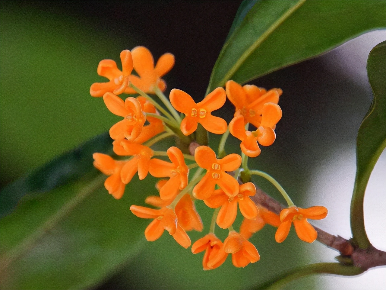 种什么盆栽好看又香,种什么盆栽开花香的