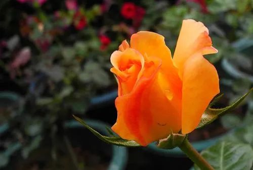 姨妈怎么快速走,姨妈怎么来的快