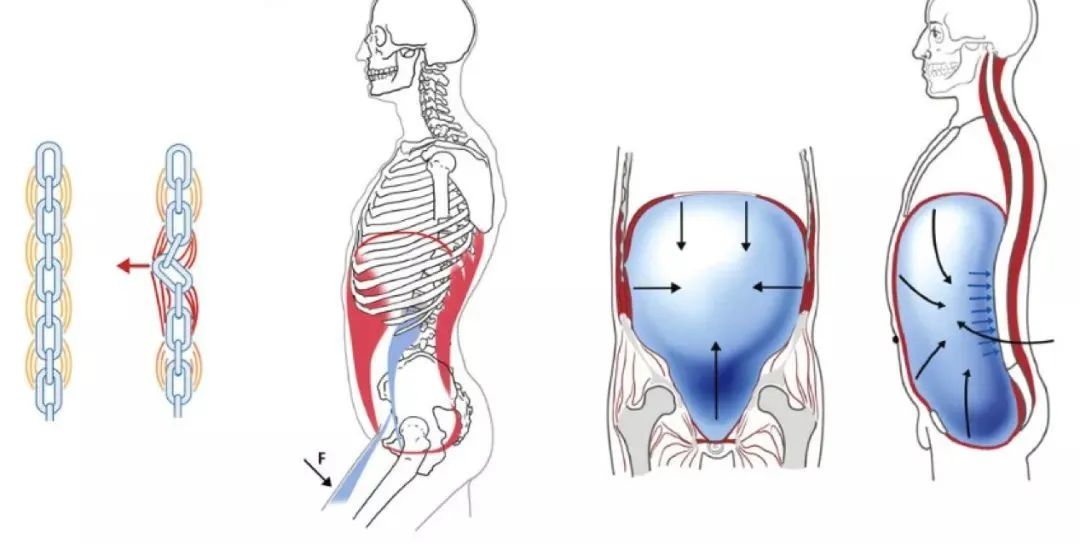 肋骨外翻且胸部突出,肋骨外翻导致胸突出