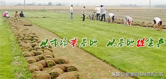 紫塞明珠,紫塞明珠苗木基地在哪里