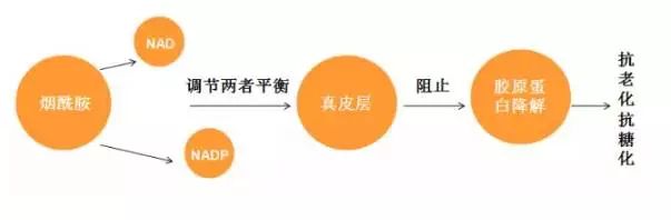 光甘草和烟酰胺哪个美白效果好 (烟酰胺的功效与作用可以美白吗)