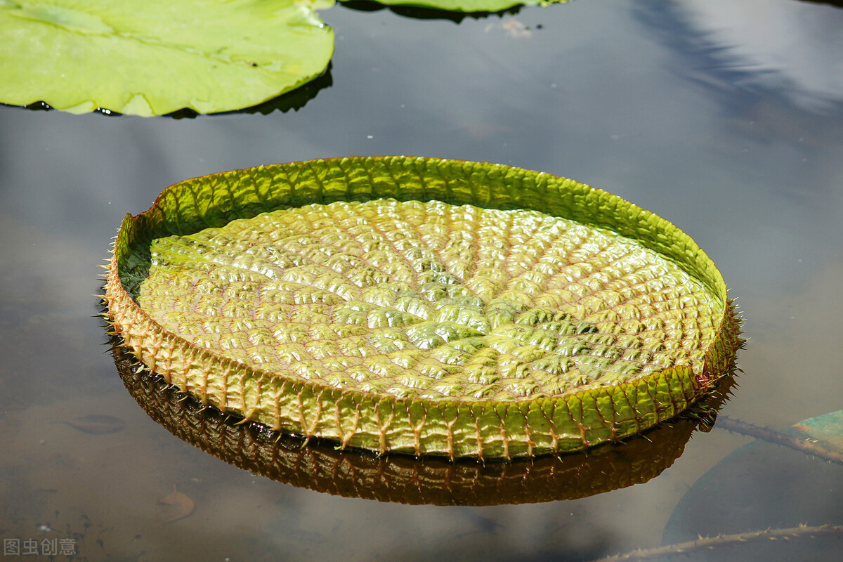 自然界嘴巴奇特的十种动物,十种奇特的自然界植物图片