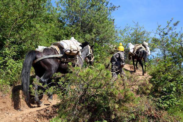 骡子为什么不孕,为什么骡子不能生育后代典故