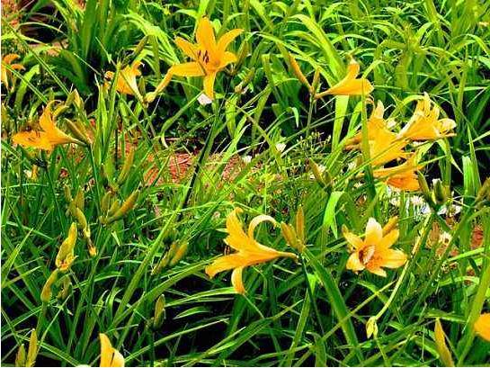 黄花菜用什么药杀青,黄花菜采摘后怎么处理烘干