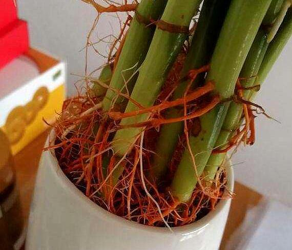 富贵竹天气太冷能救活吗,富贵竹冬天里冻死了怎么把它救活