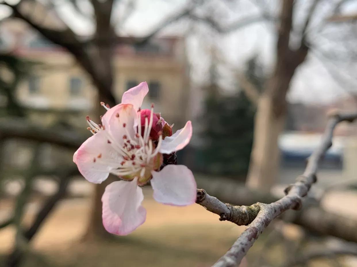 原创：初春，红色山桃惊喜开—为感谢好友赠送桃胶而作