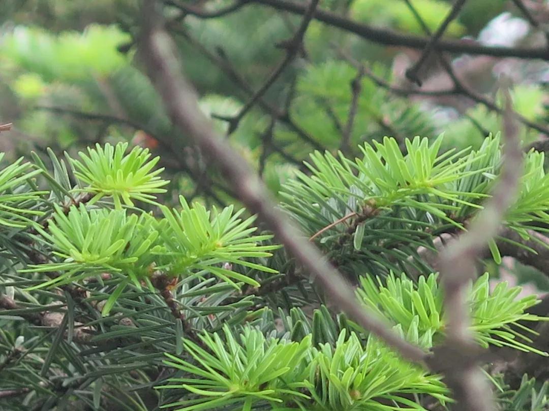 全国林草生物多样性保护成就展,林业生物多样性保护