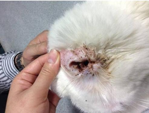 比熊犬怎么才能养好,比熊犬为什么不建议养泰迪