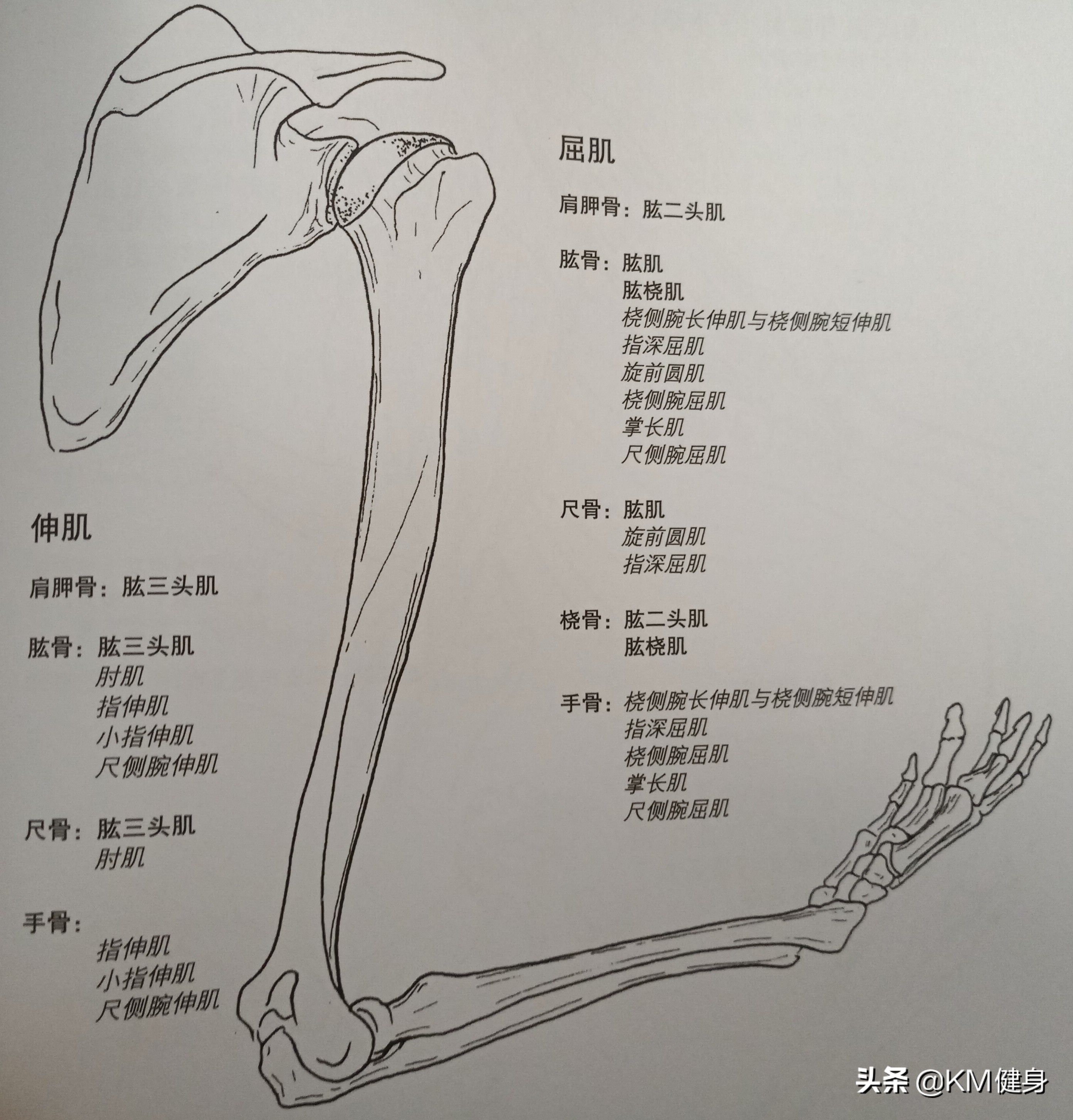 骨架大增肌,大骨架小骨架增肌区别