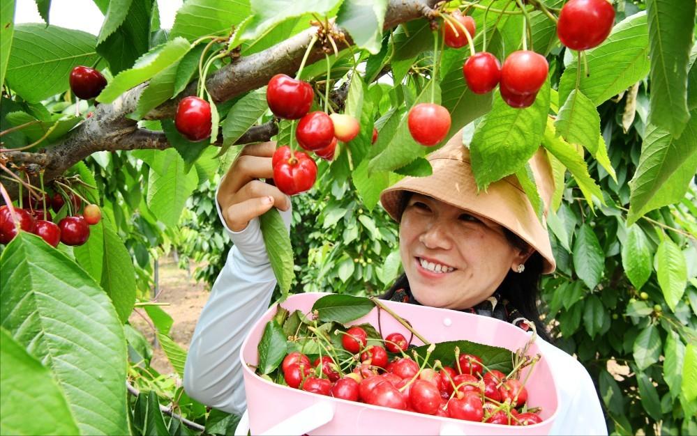 种植樱桃带动群众致富业绩介绍,下岗工人创业2元糖葫芦年赚2千万