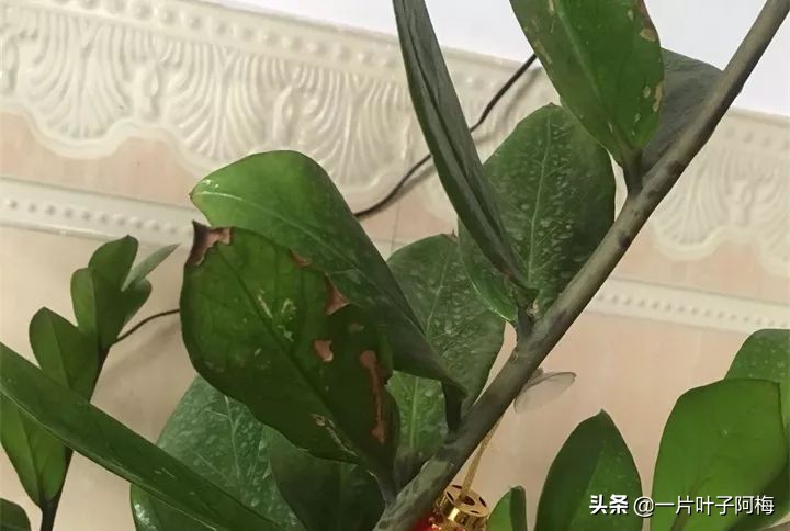 5个植物最招财,能开花又好养的植物又有寓意