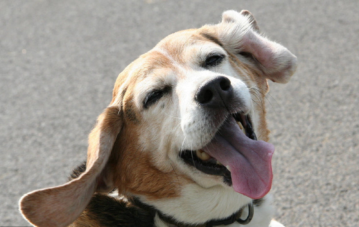 狗生的时候注意什么,狗生崽后主人注意什么