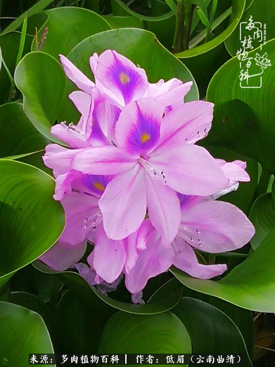 多肉看多了审美疲劳,今晚上点不一样的野味