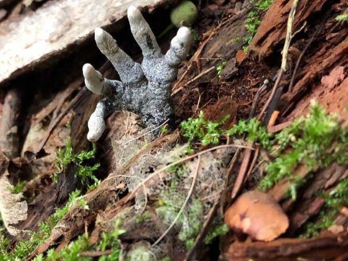 树下出现僵尸脚趾有超恶心灰指甲，专家：人类可以吃