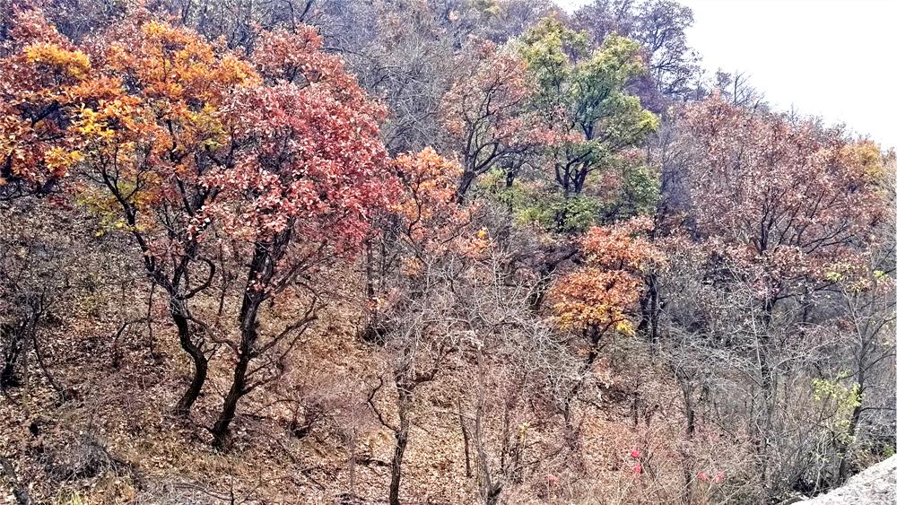 树木由来,树木从远古到现在