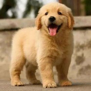 金毛喂养方法和注意事项,金毛的正确喂养方法