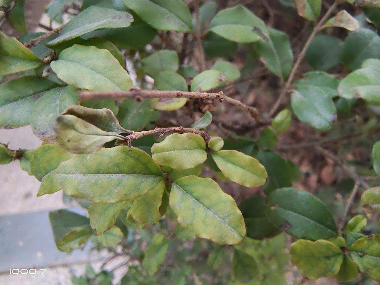 iqoo7传奇版和普通的有什么区别,iqoo7传奇版和普通版的有区别吗