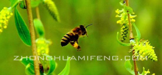 夏季如何让蜜蜂上碟,蜜蜂采花的技巧