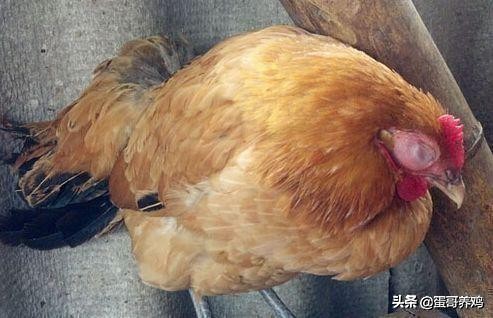 养鸡葡萄球菌病怎么治疗,鸡葡萄球菌病的综合防治技术包括