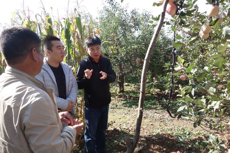 遵化优质苹果,墙裂安利最好看的剧