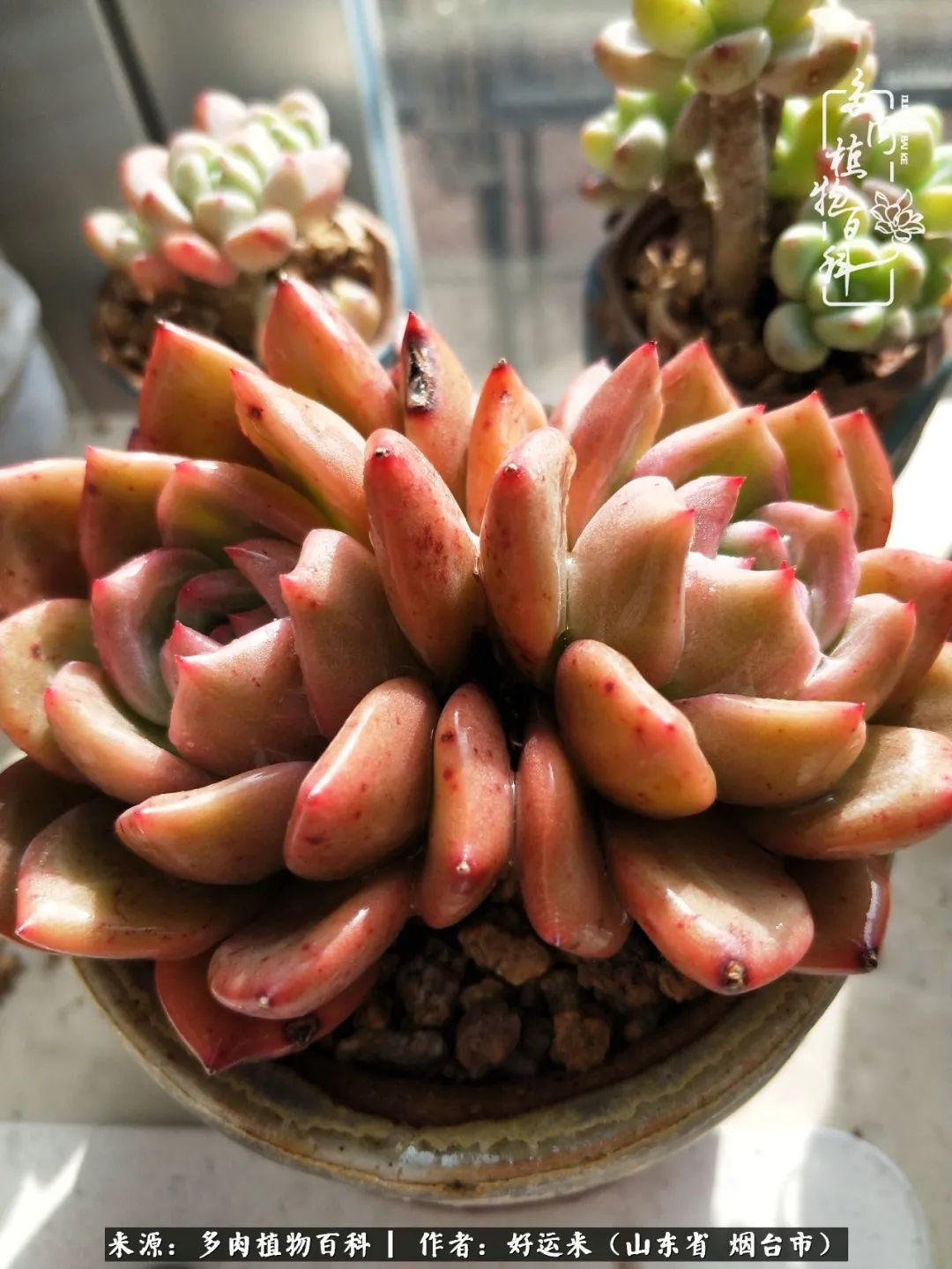 这世上怎么会有那么可爱的小可爱,这世上怎么有这么可爱的小生物