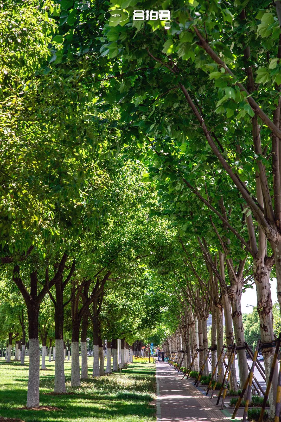 合肥政务区绿轴,绿轴公园合肥