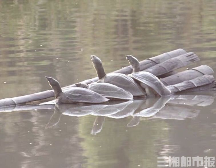 有口福，龟鳖牛蛙“解封”；很焦灼，养殖行业如何“解冻”