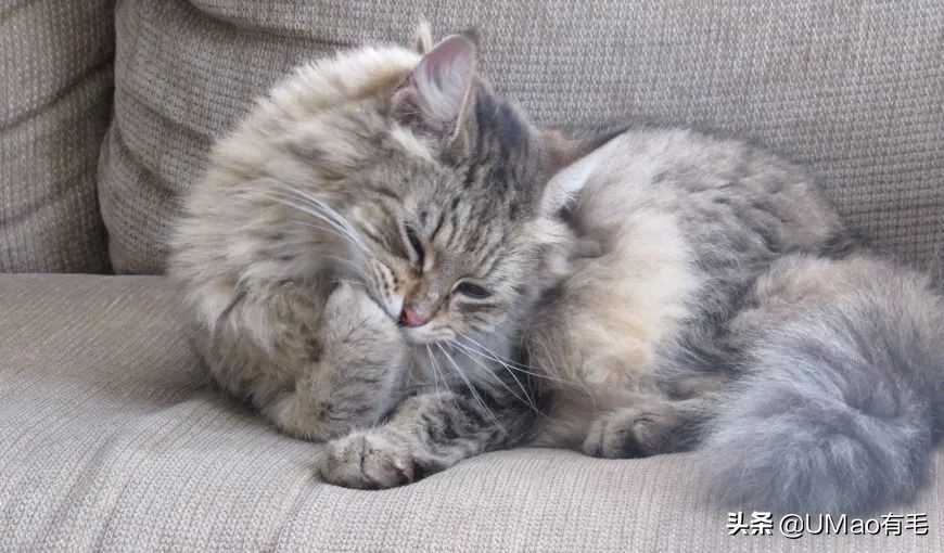 猫咪特别小如何分辨它是不是矮脚,什么小猫咪又乖又掉毛少