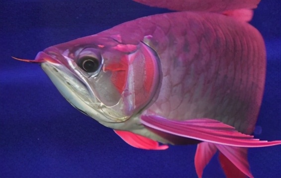 龙鱼常见疾病及治疗方法,龙鱼疾病找哪里救治