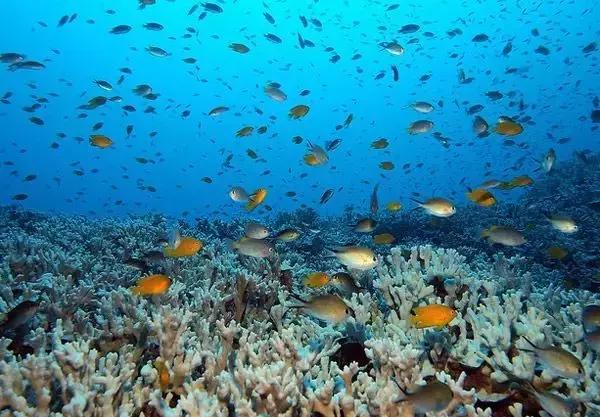 全球惊艳的10个海底世界，看到第一个就想出发！