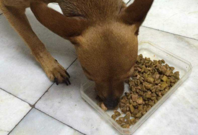 辟谣狗狗木糖醇,辟谣狗狗不能吃的东西